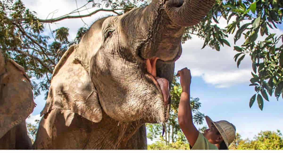 Elephant Tours Siem Reap